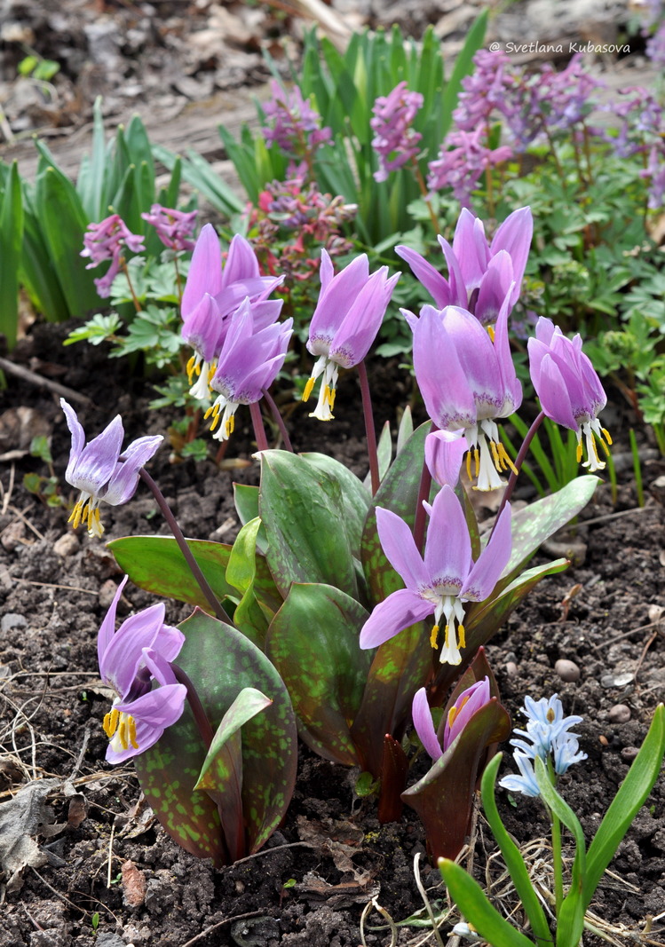 Изображение особи Erythronium sibiricum.