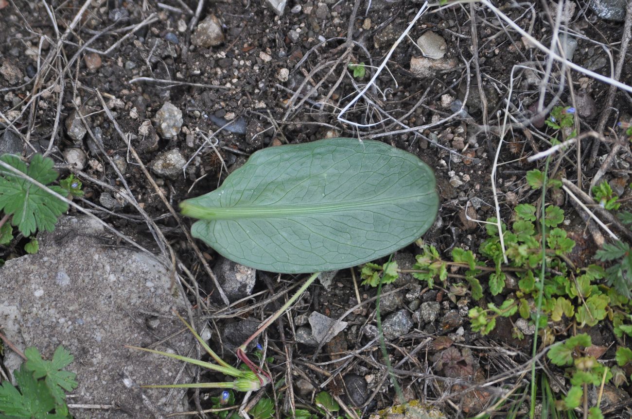 Image of Eminium rauwolffii specimen.