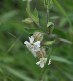 Melandrium latifolium