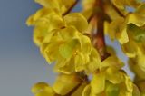 Berberis amurensis