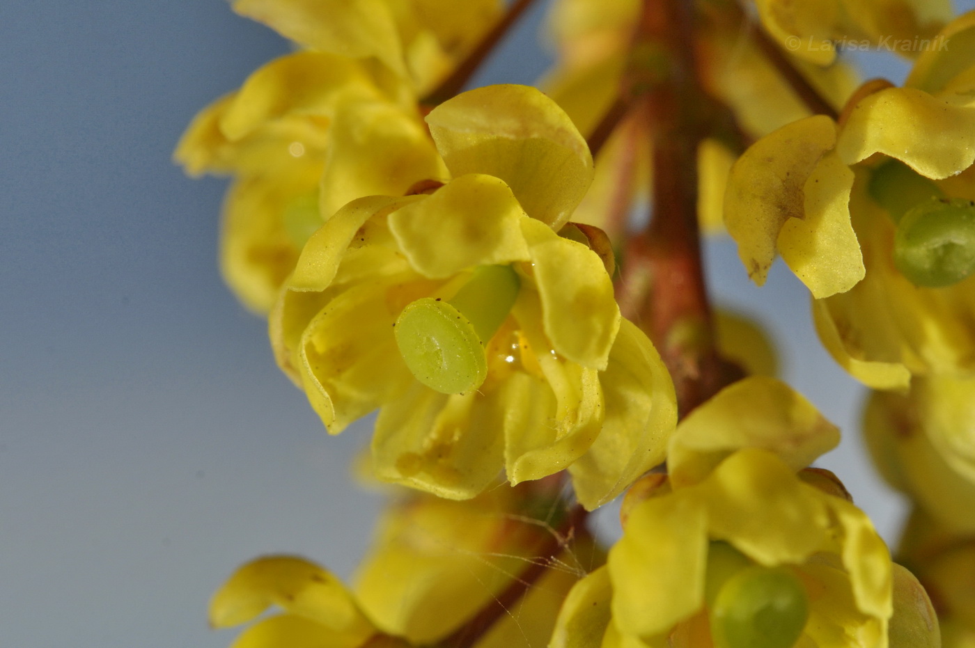 Image of Berberis amurensis specimen.