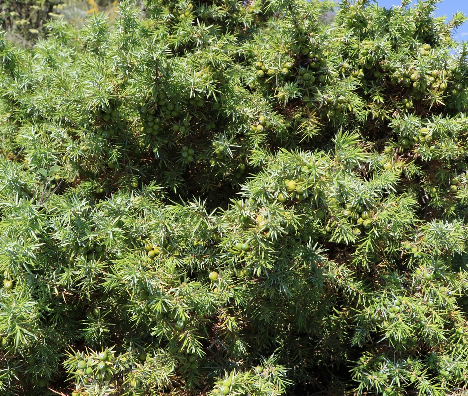 Image of Juniperus oblonga specimen.