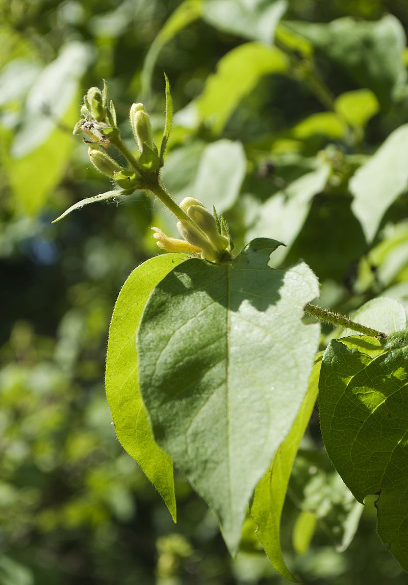 Image of Lonicera ferdinandi specimen.