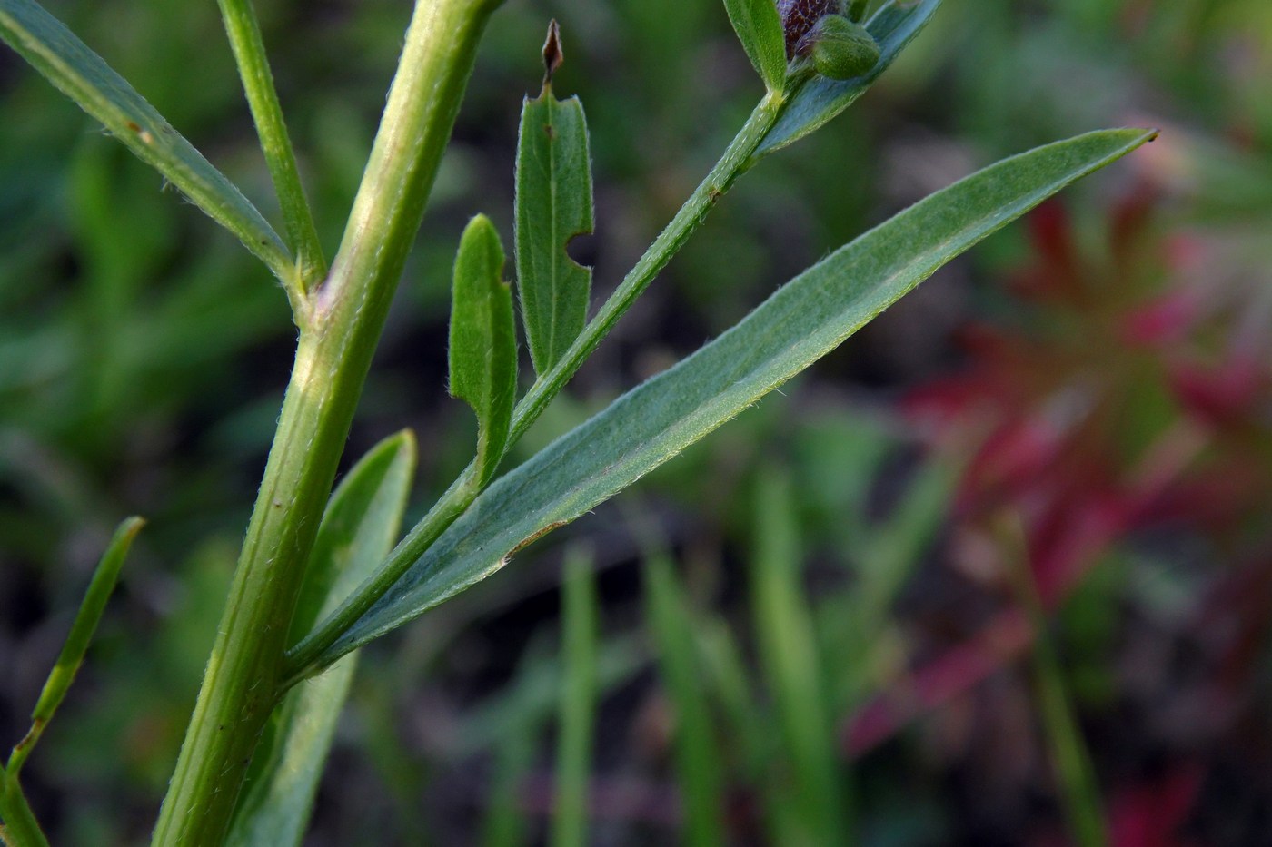 Изображение особи Genista patula.