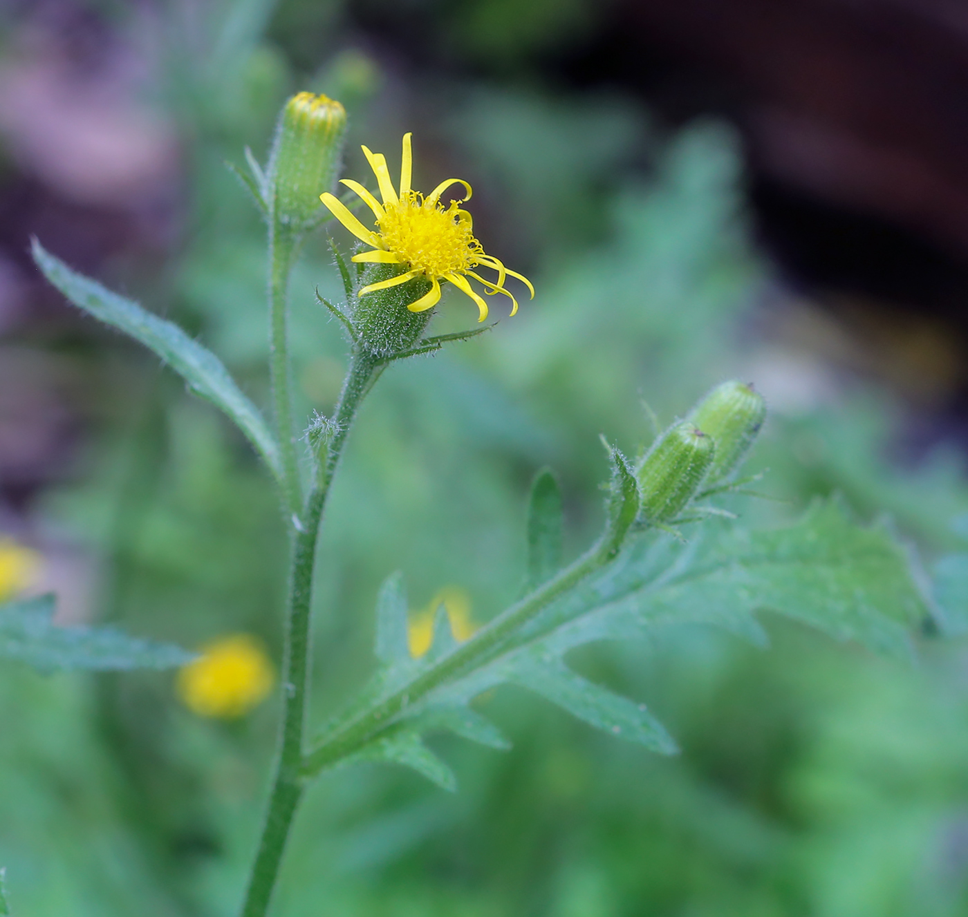 Image of Senecio viscosus specimen.