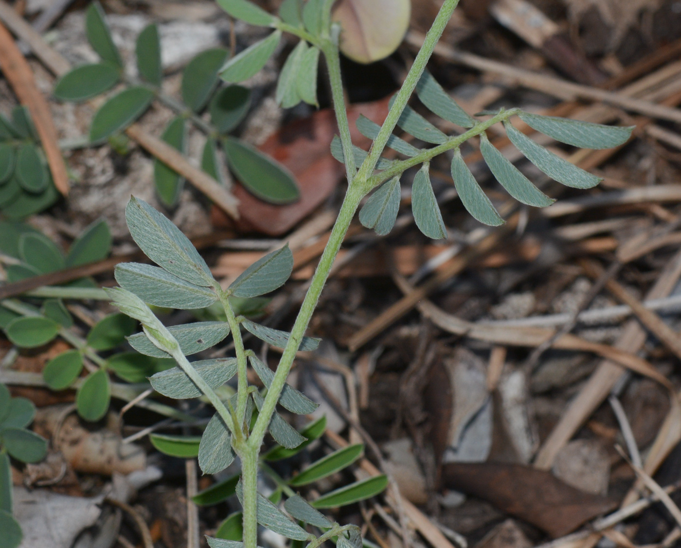 Image of Tephrosia uniflora specimen.