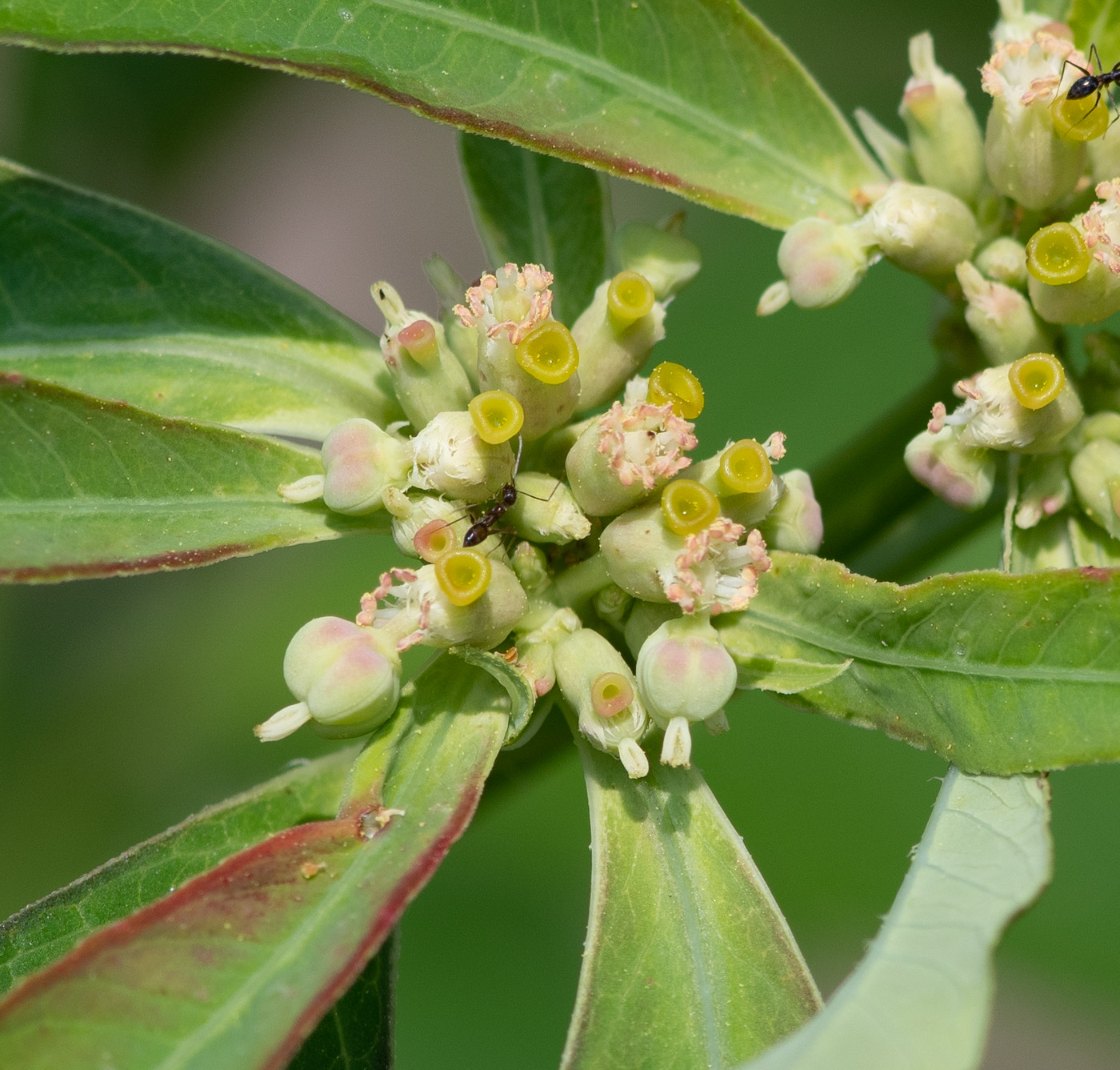 Изображение особи Euphorbia heterophylla.