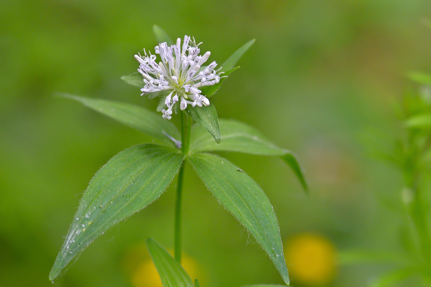 Изображение особи Asperula caucasica.