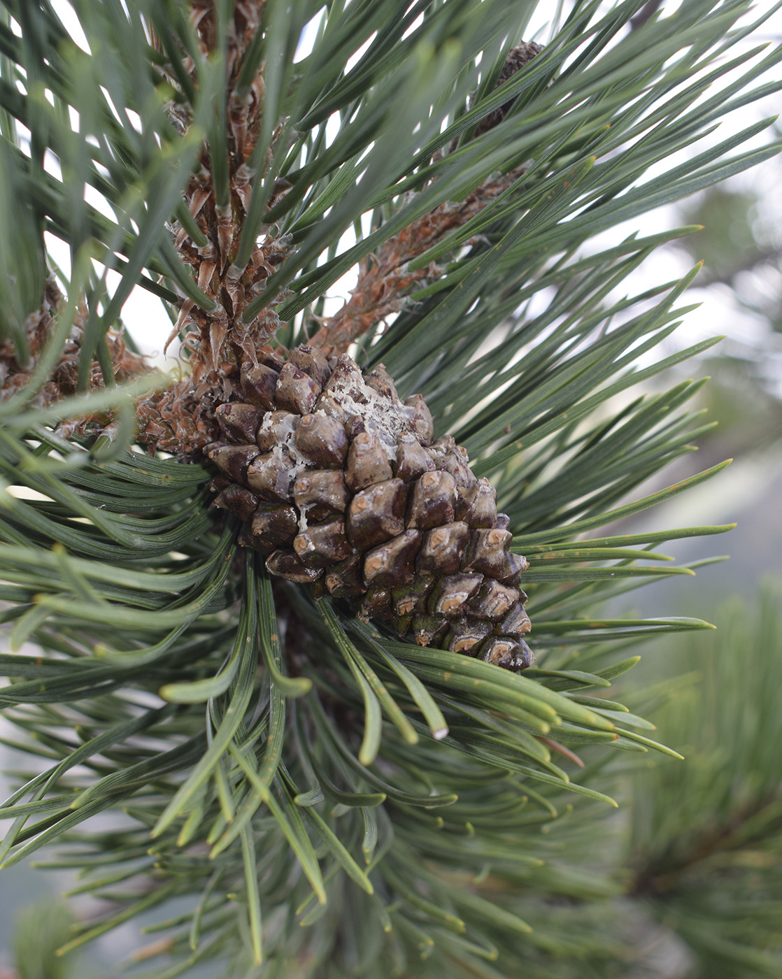 Изображение особи Pinus uncinata.