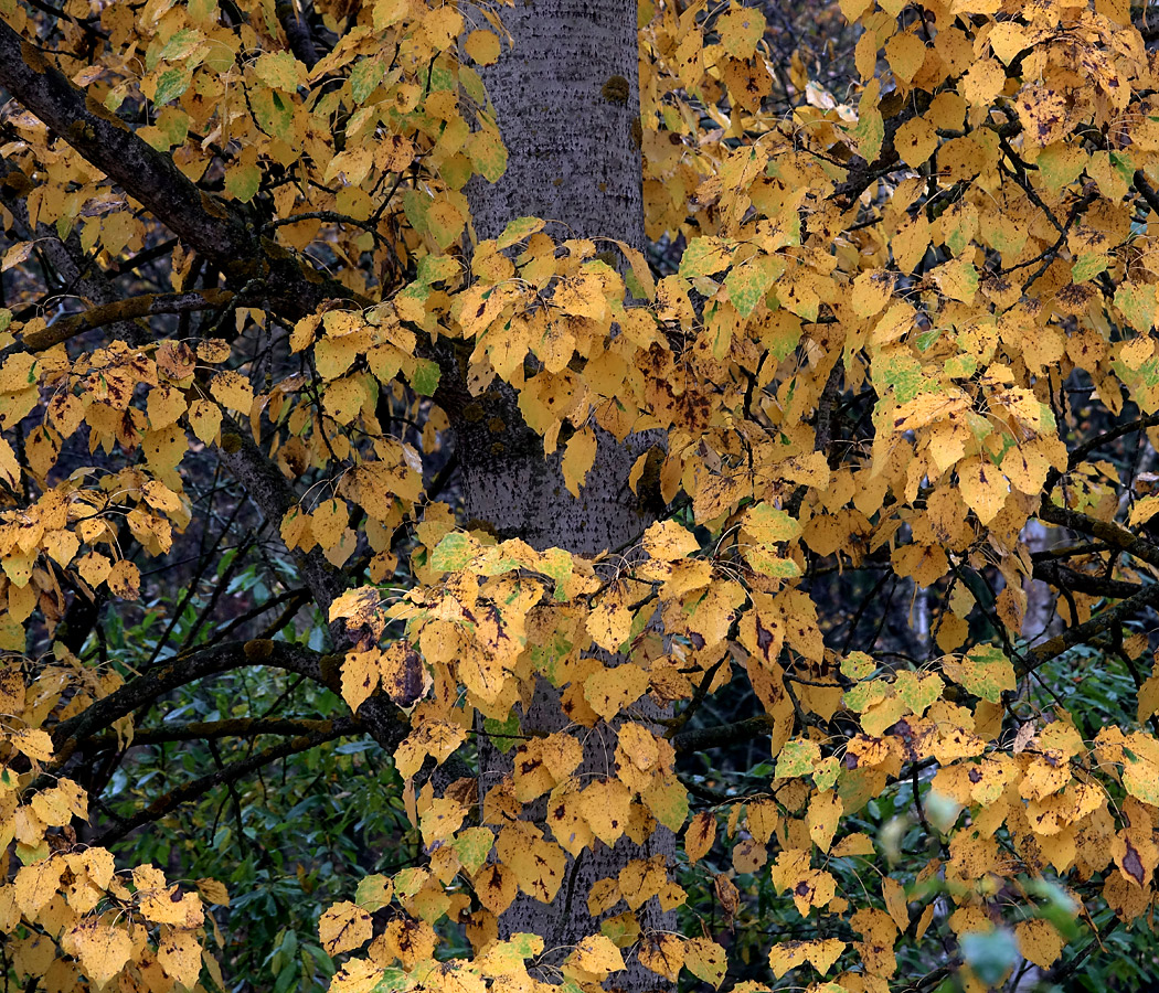 Image of Populus tremula specimen.