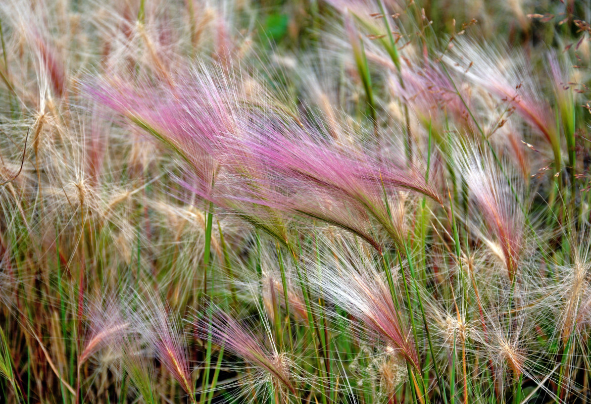 Image of Hordeum jubatum specimen.