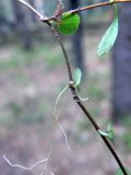 Linnaea borealis. Часть ползучего побега. Свердловская обл., окр. г. Североуральск, р-н скал Три Брата, сосново-елово-лиственничный лес. 05.05.2019.