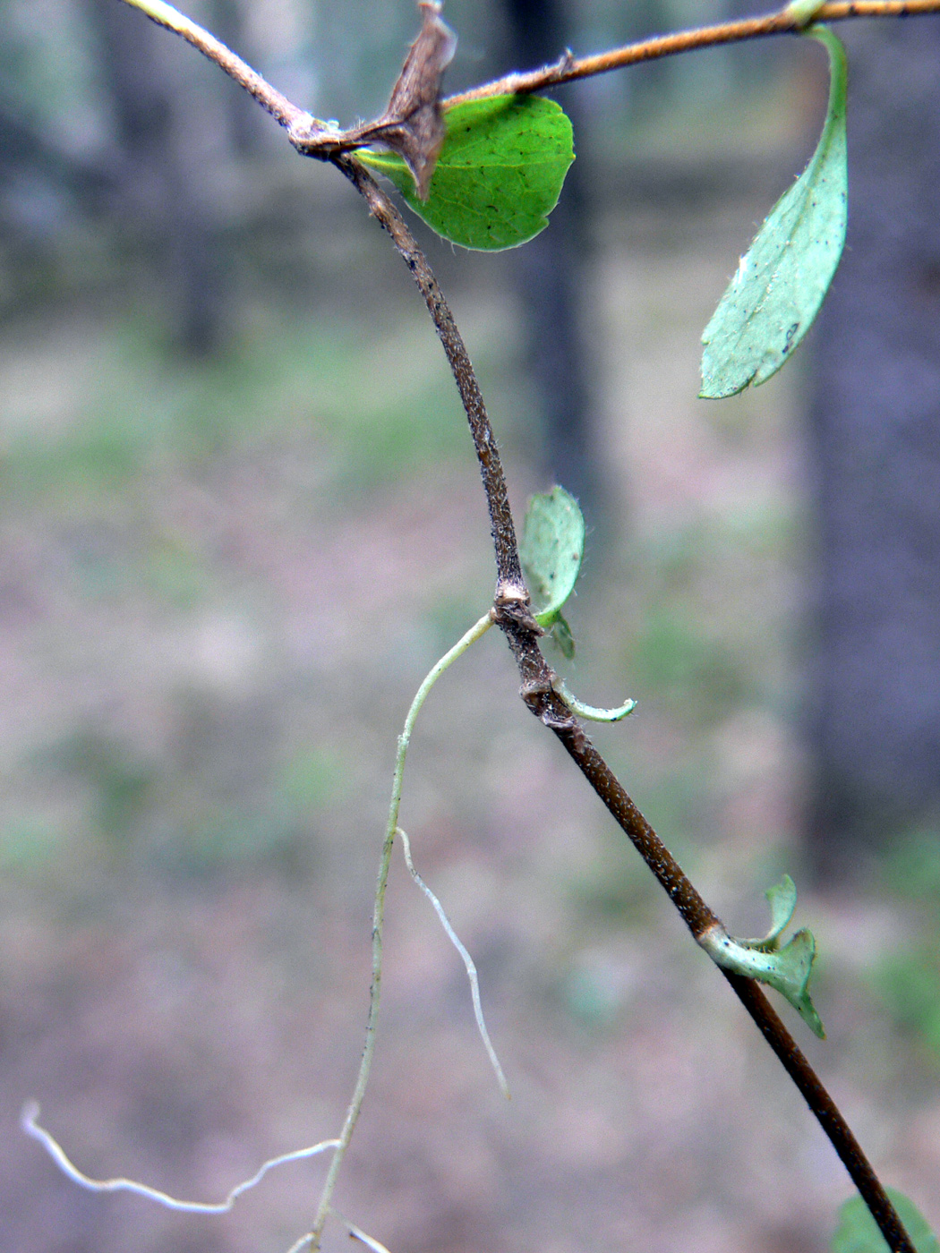 Image of Linnaea borealis specimen.