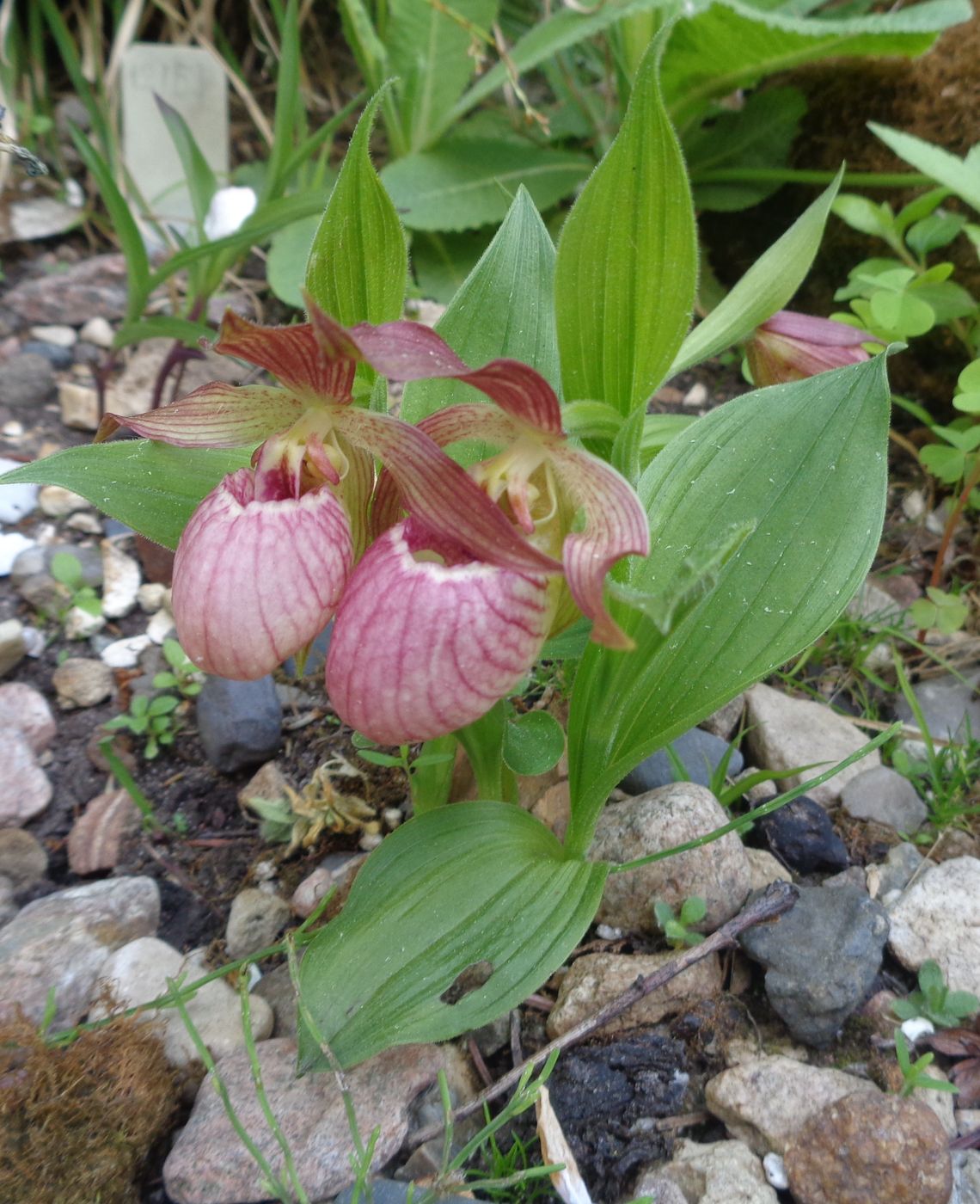 Image of genus Cypripedium specimen.