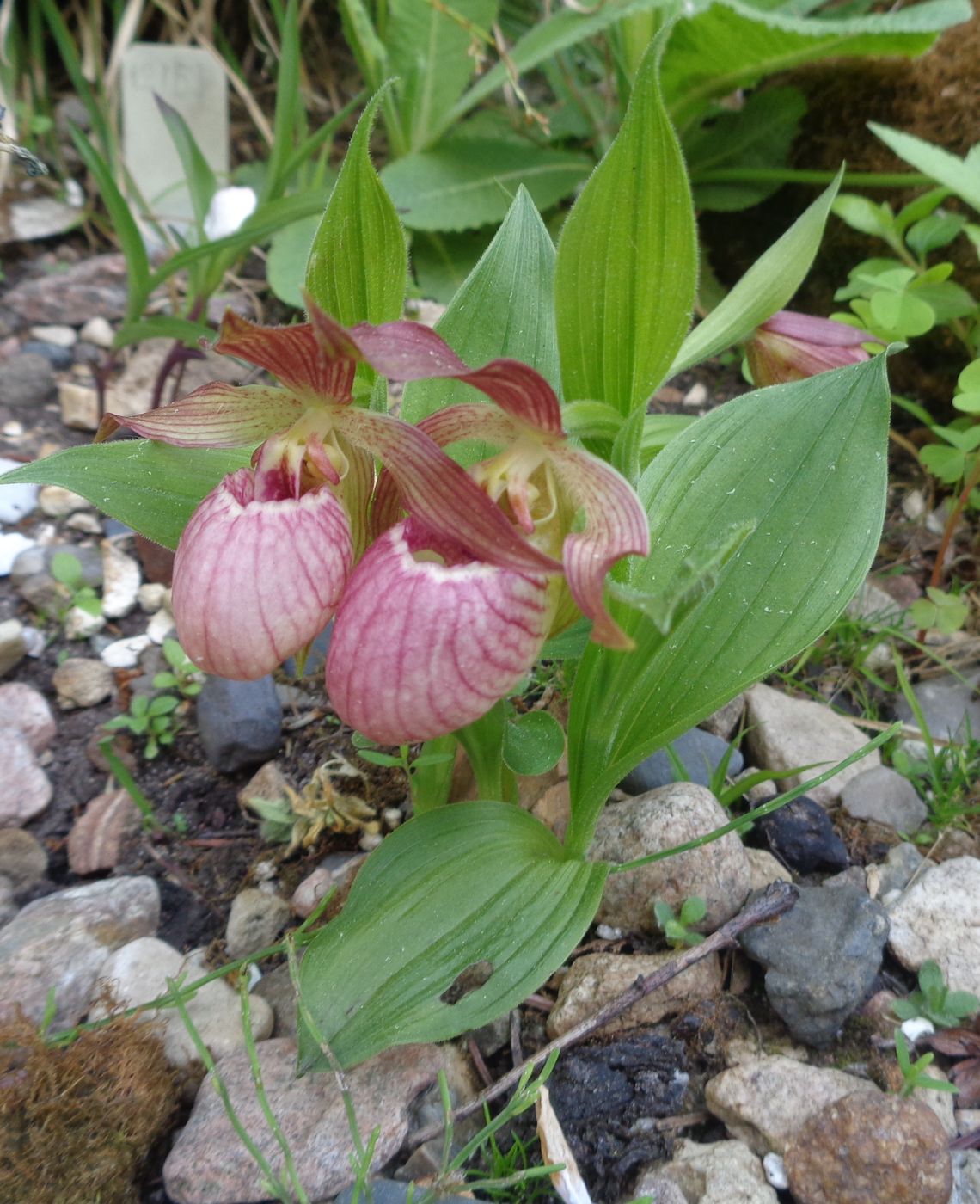 Изображение особи род Cypripedium.