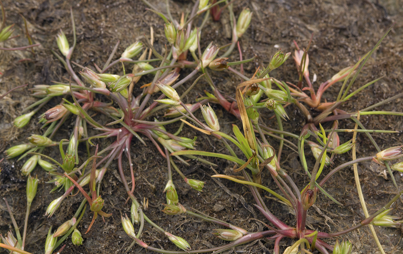 Image of Juncus ambiguus specimen.