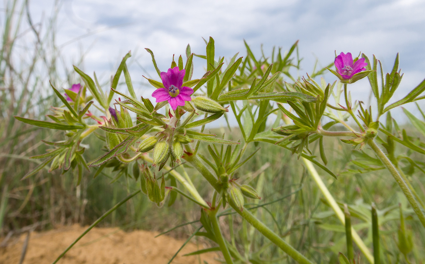 Изображение особи Geranium dissectum.