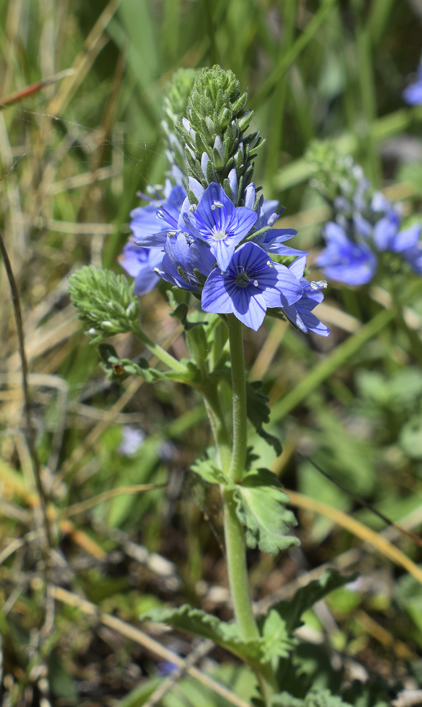 Image of Veronica orsiniana specimen.