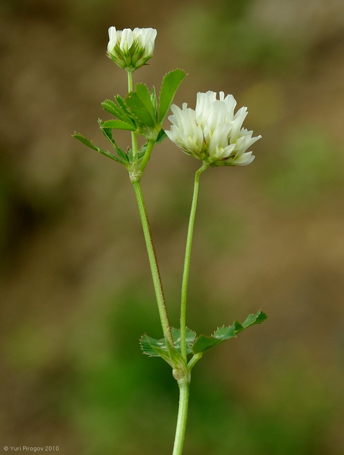 Image of genus Trifolium specimen.