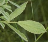 Medicago falcata