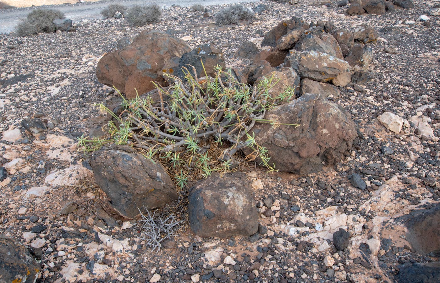 Image of Euphorbia regis-jubae specimen.