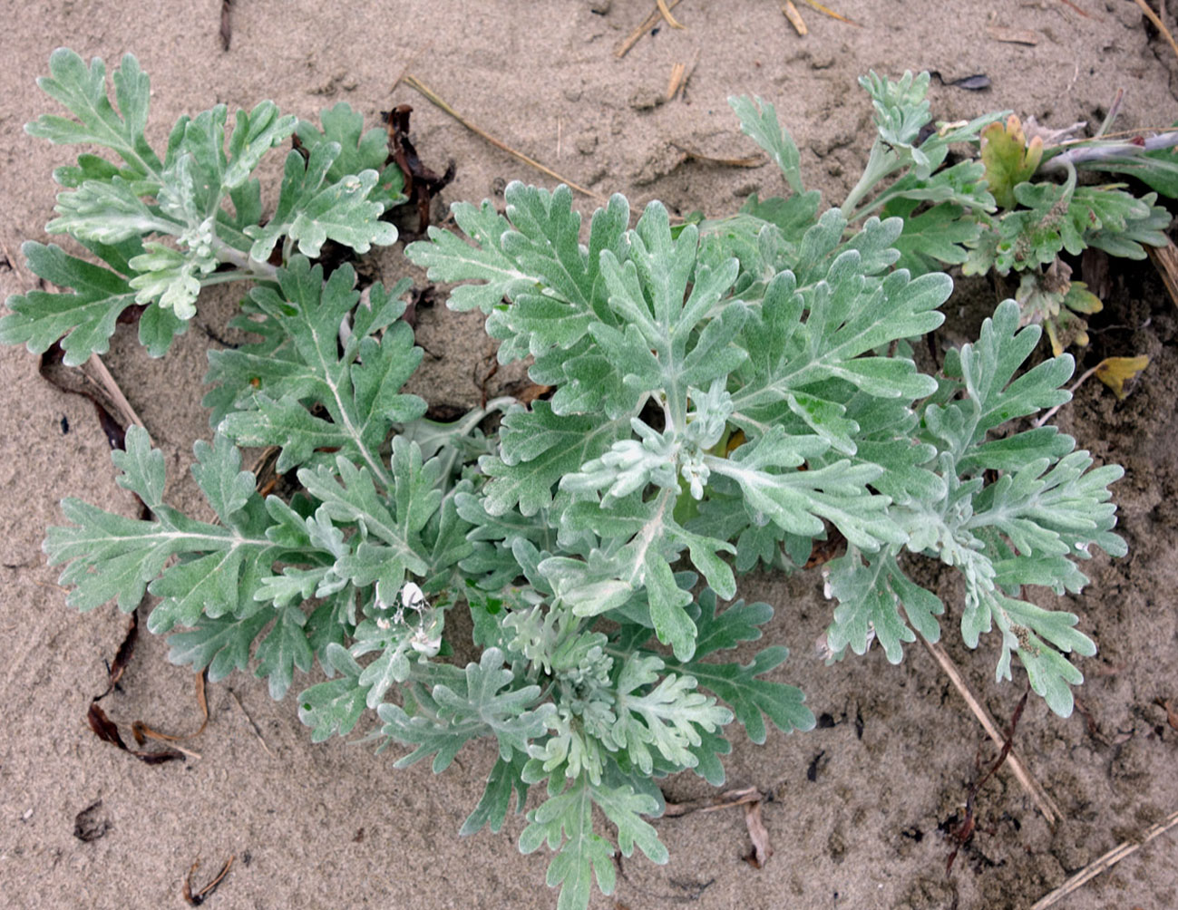 Изображение особи Artemisia stelleriana.