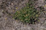 Draba sibirica