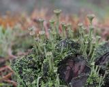 Cladonia fimbriata. Талломы с подециями и апотециями. Кировская обл., окр. г. Кирово-Чепецк, смешанный лес, на полуразложившейся древесине. 18.05.2017.