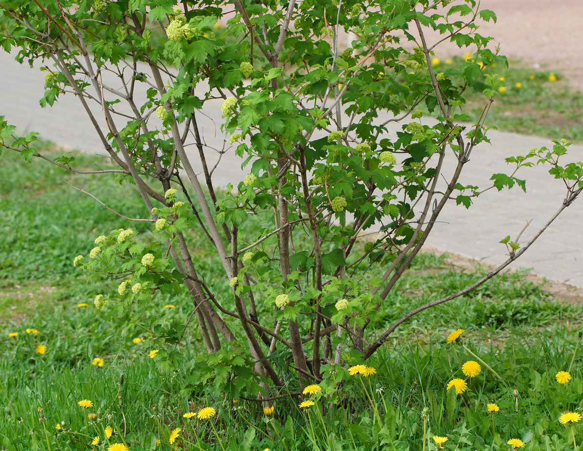 Изображение особи Viburnum opulus f. roseum.