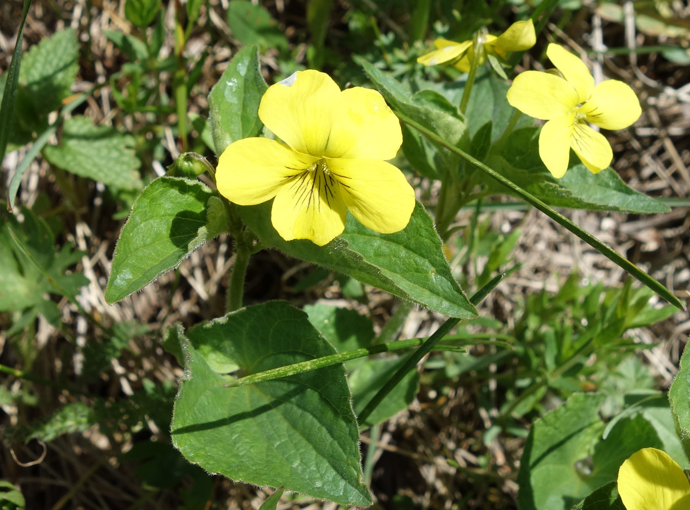 Изображение особи Viola acutifolia.