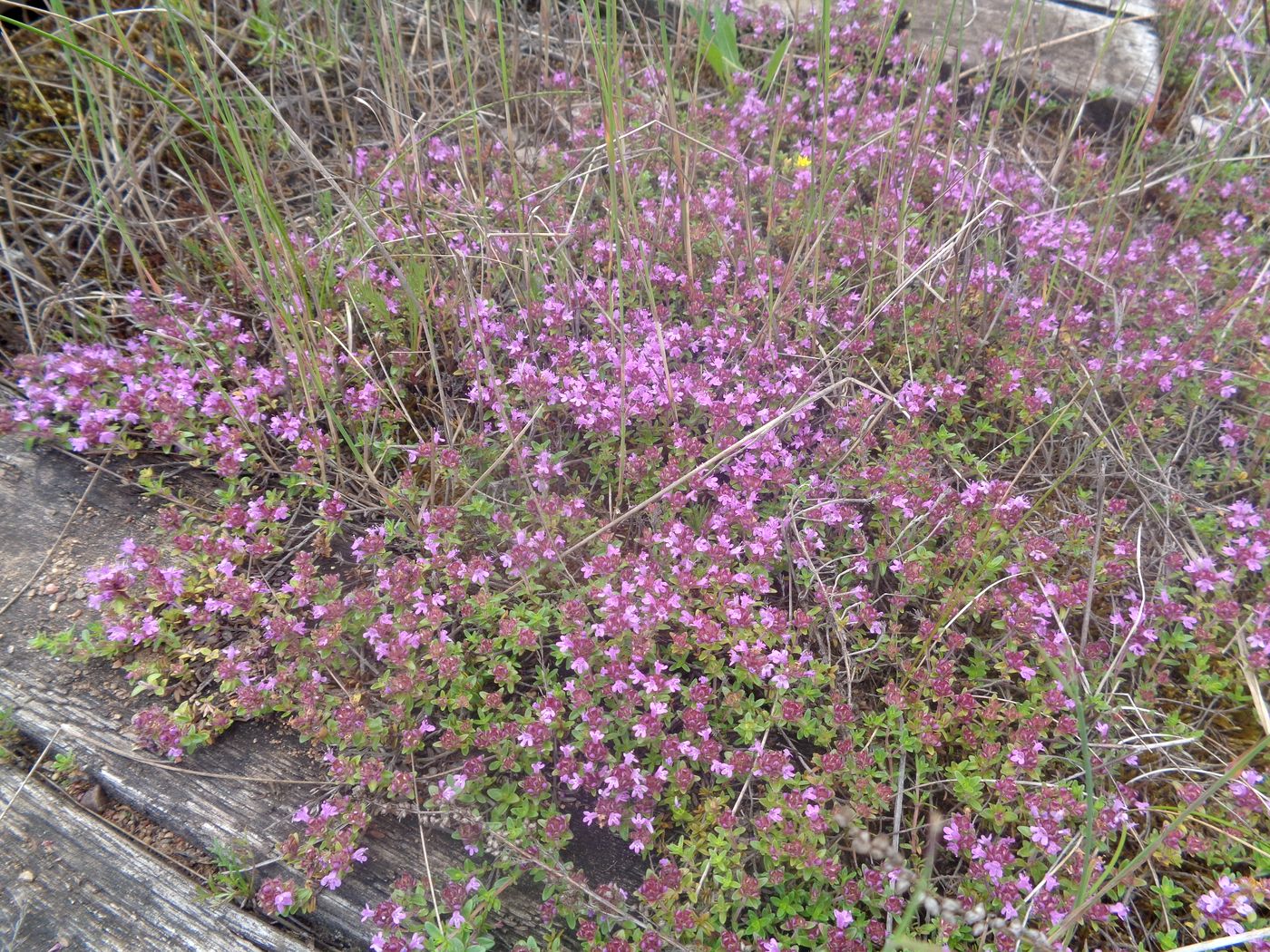 Изображение особи Thymus serpyllum.