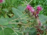 Arctium tomentosum. Верхушки побегов с цветущими и отцветающими соцветиями, колониями тли и пасущими их муравьями. Приморский край, г. Артём, р-н Артёмовской ТЭЦ, берег озера. 31.08.2019.