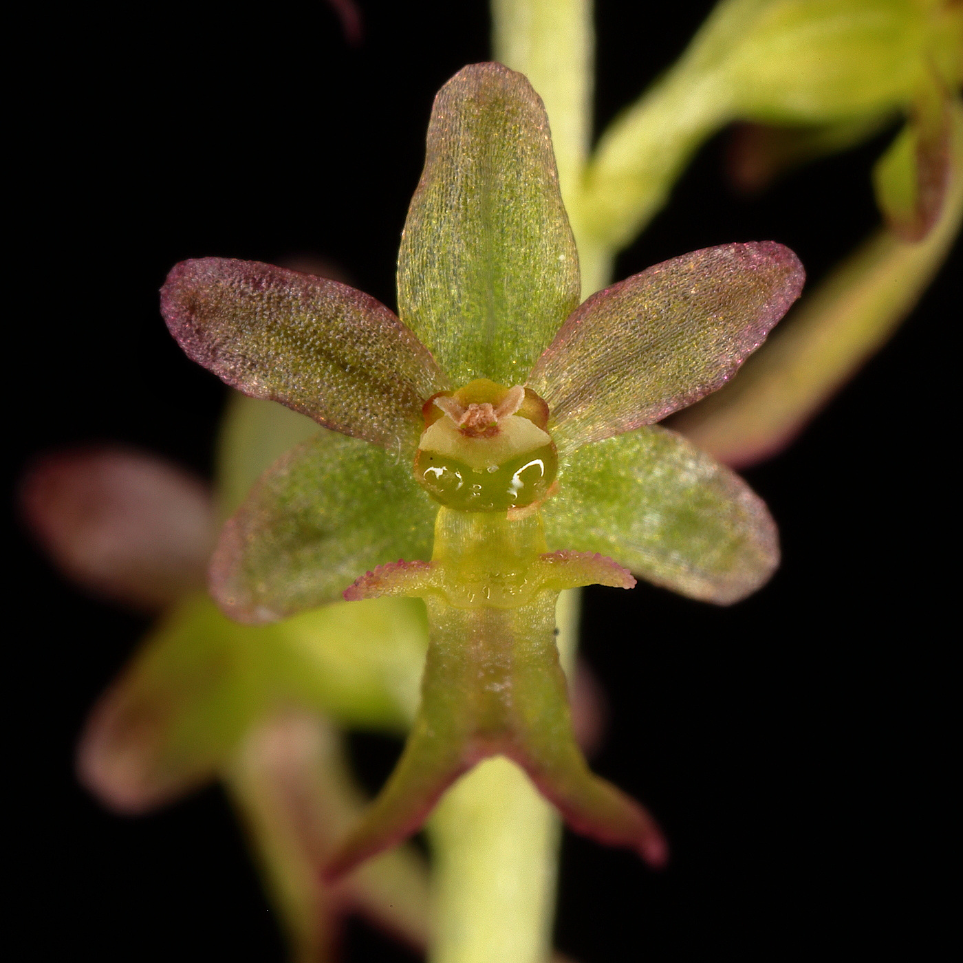 Изображение особи Listera cordata.