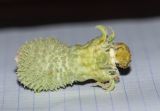 Acanthosicyos horridus