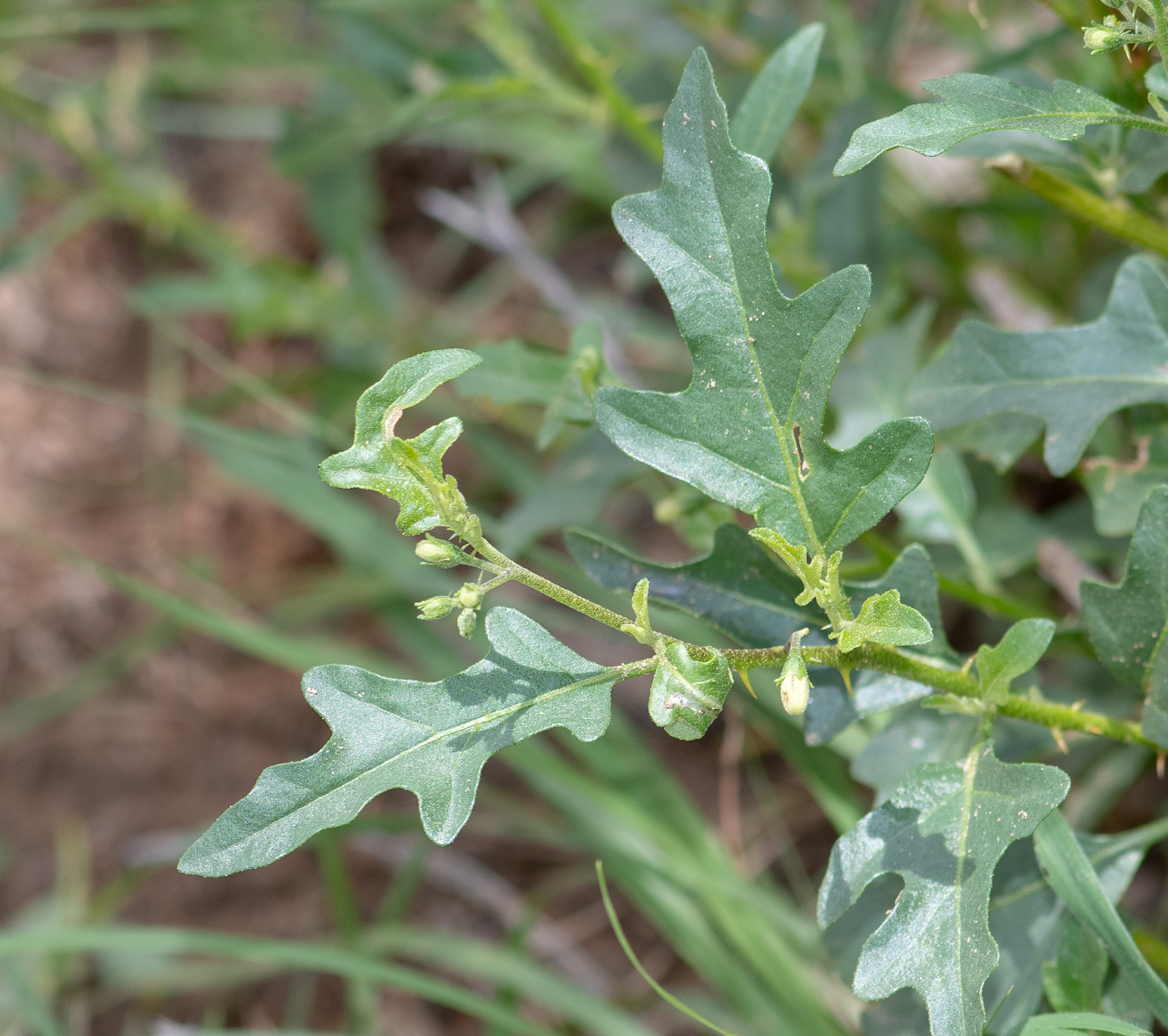 Изображение особи Solanum capense.