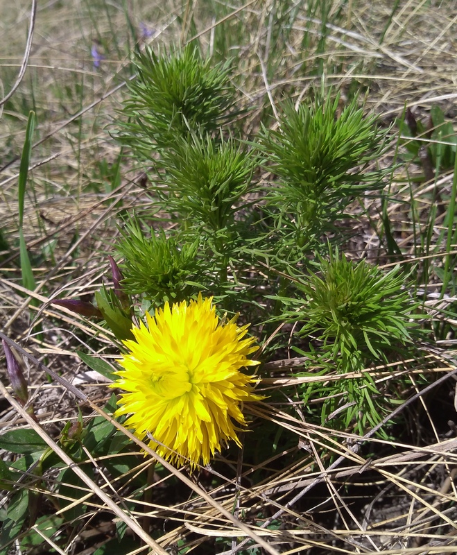 Image of Adonis vernalis specimen.