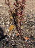 Dracocephalum thymiflorum