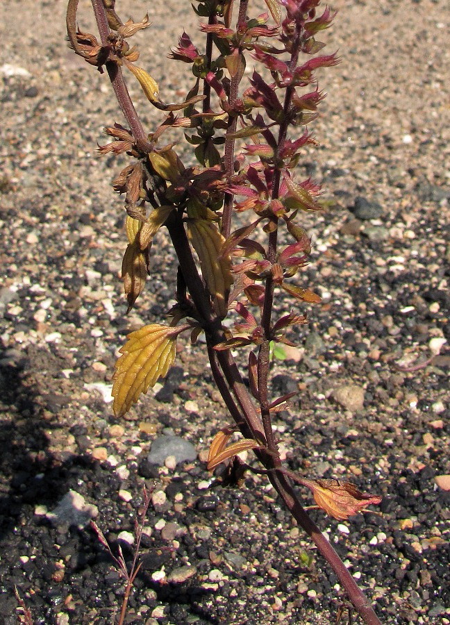 Image of Dracocephalum thymiflorum specimen.