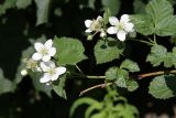 Rubus nessensis