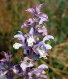 Salvia sclarea