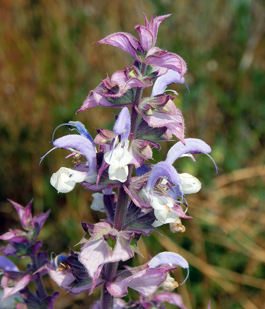 Image of Salvia sclarea specimen.