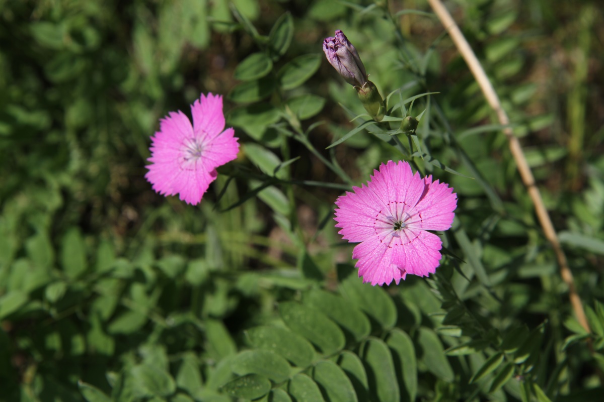 Image of Dianthus chinensis specimen.