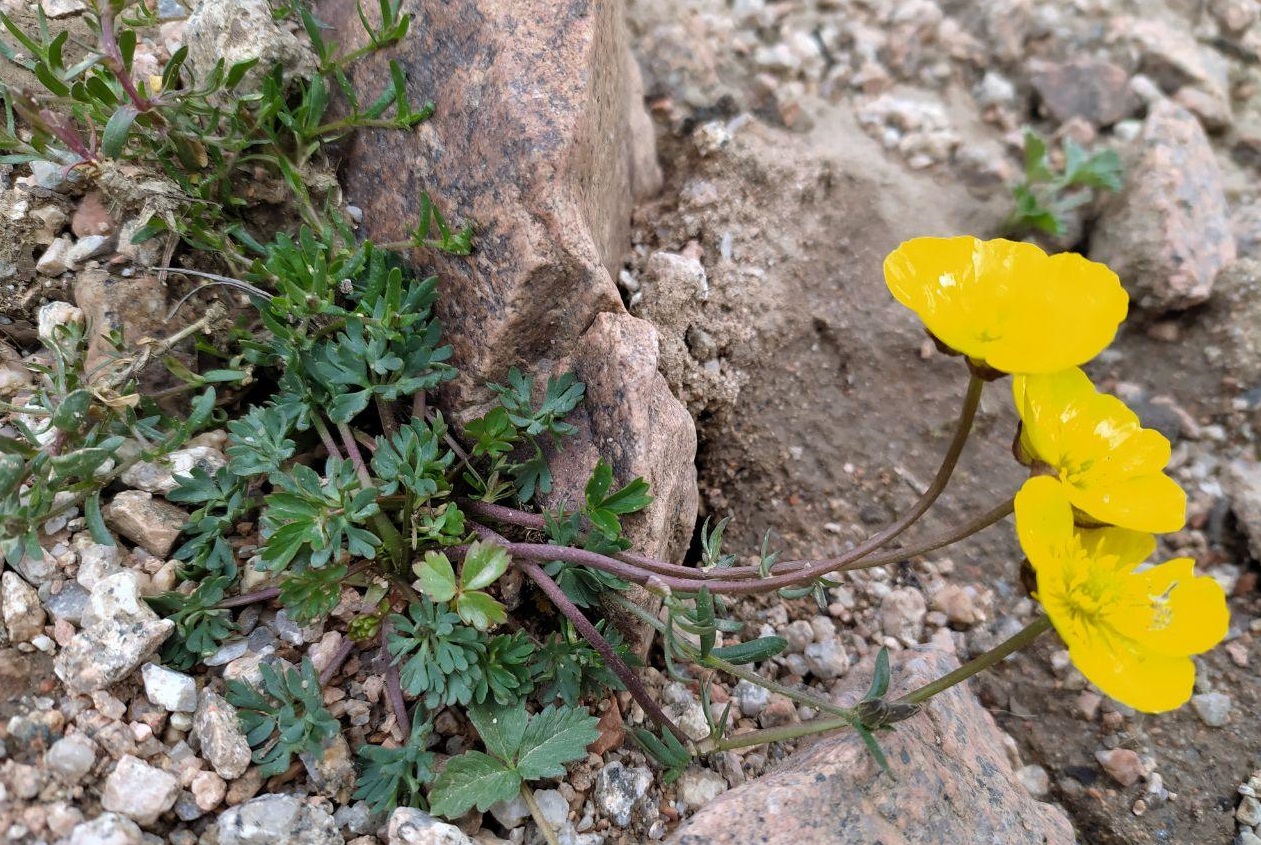 Изображение особи Ranunculus rufosepalus.