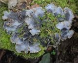 genus Peltigera