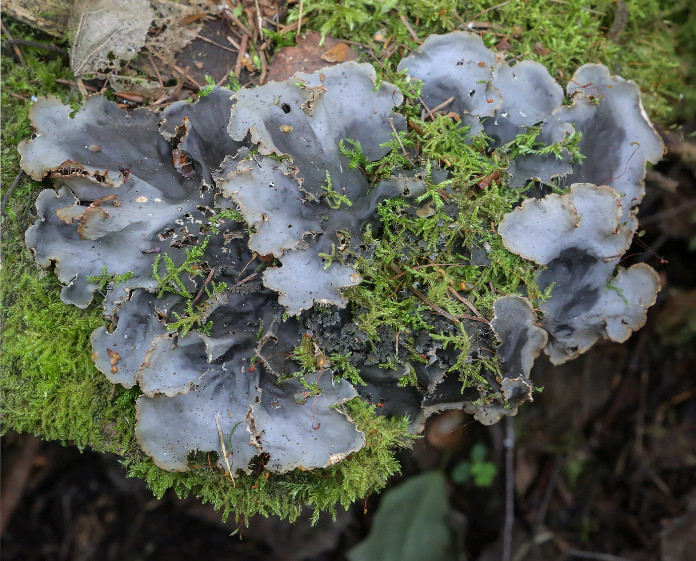 Image of genus Peltigera specimen.