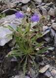 Campanula speciosa. Цветущее растение. Испания, автономное сообщество Каталония, провинция Барселона, комарка Бергеда, муниципалитет Сальдес, подножие горы Педрафорка, окр. смотр. площадки \"Гресолет\", 1557 м н.у.м., каменистый склон северной экспозиции. 16.07.2020.