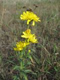 Hieracium umbellatum