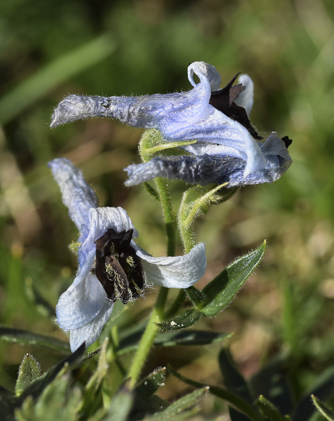 Изображение особи Delphinium montanum.