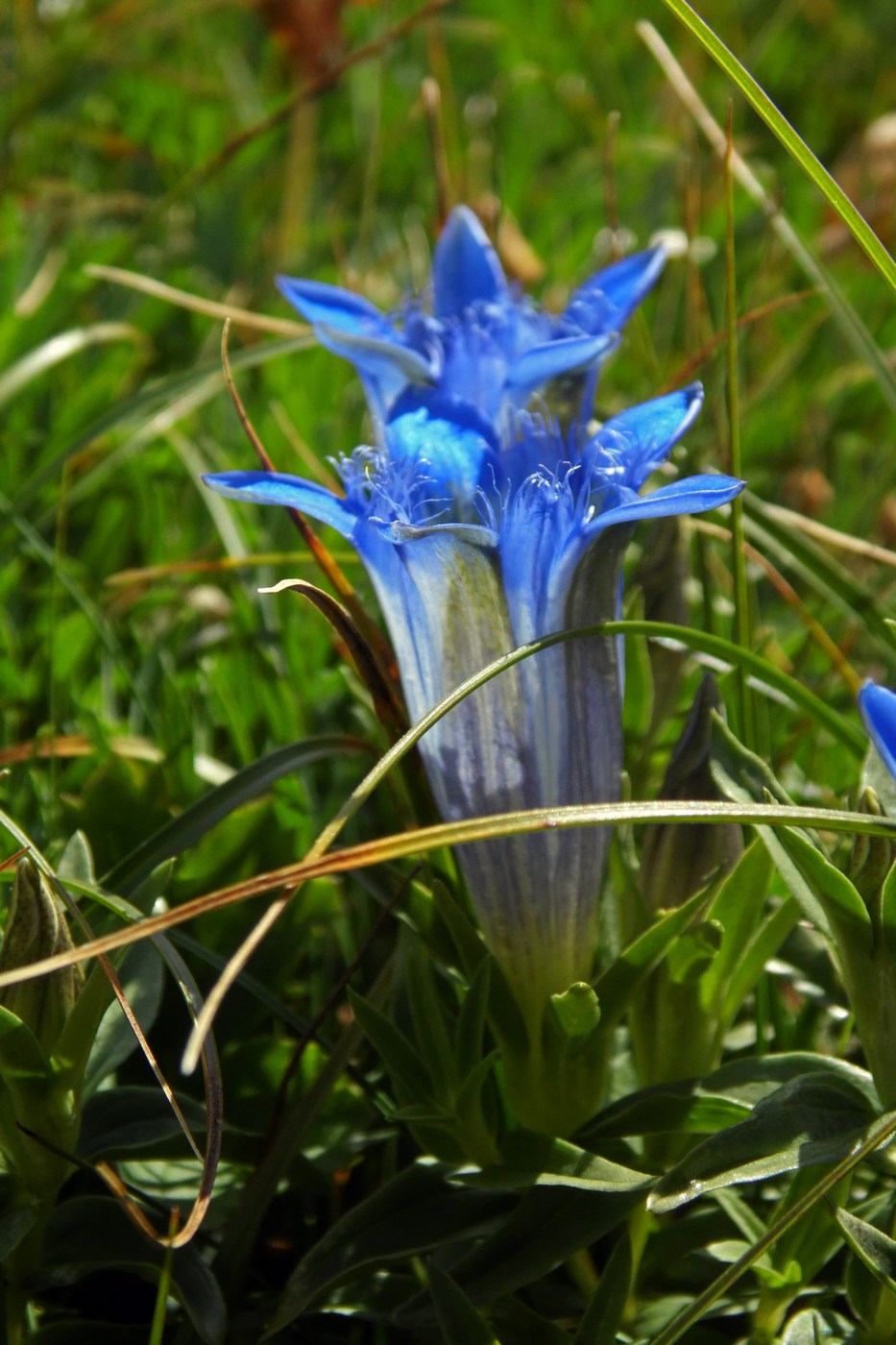 Image of Gentiana septemfida specimen.