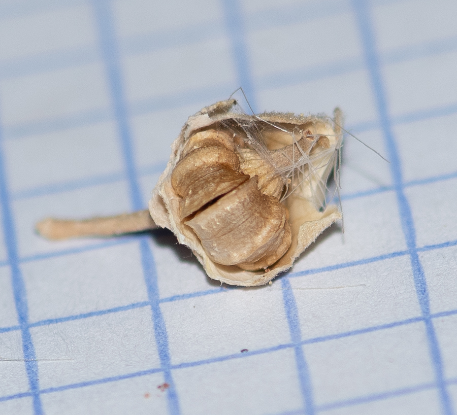 Image of Malva acerifolia specimen.